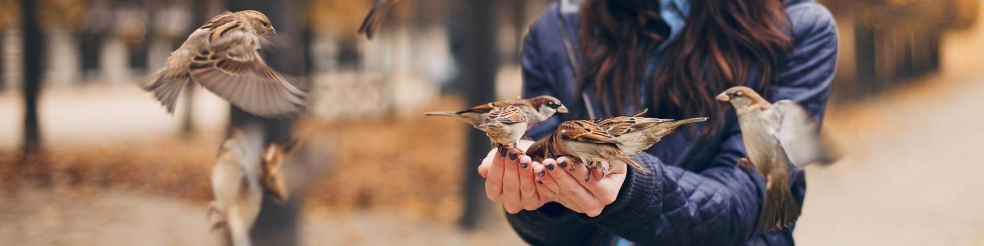 feeding-birds.jpg