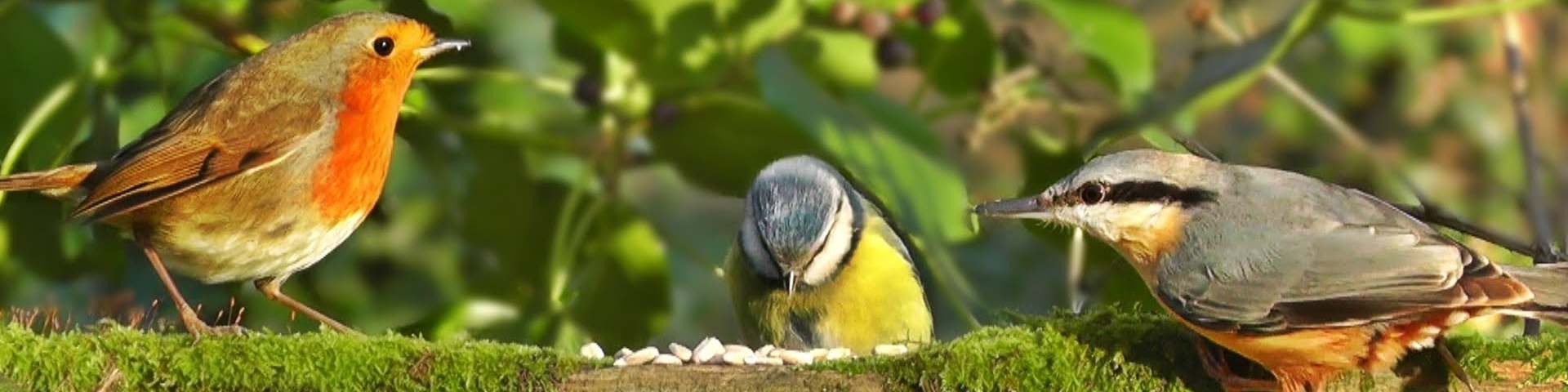 wild-birds.jpg