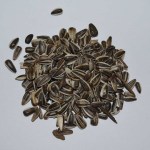 Stripped Sunflower Seeds